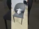 OBZE Chair, D GREY